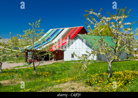 Kirschbäume in voller Blüte mit Scheune auf der alten Mission Halbinsel in der Nähe von Traverse City, Michigan, USA. Stockfoto