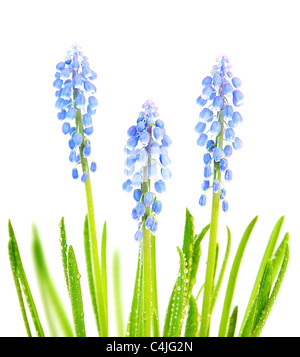 Frischen Frühlingsblumen blau winzige Muscary mit Rasen & Morgen Tau isoliert auf weißem Hintergrund Stockfoto