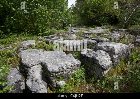 Ritzen in Kalkstein Tierheim Pflanzen bei Gangart Schubkarren national Nature reserve, Lancaster, UK Stockfoto