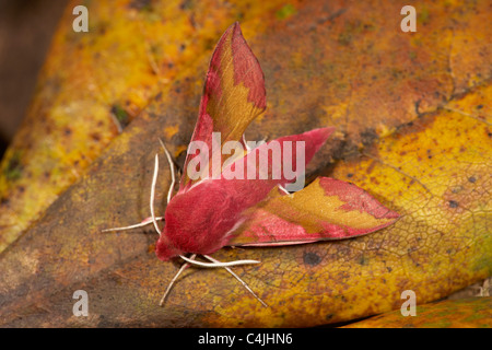 Kleine Elefanten Hawkmoth, Deilephila Porcellus UK Stockfoto