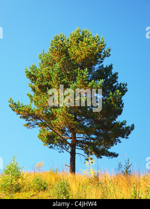 Einzelner Baum auf dem Feld, schöne natürliche Sommerlandschaft, Kiefer über blauen Himmel Stockfoto