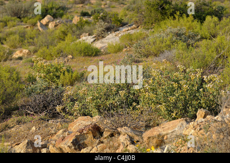 Nama Karoo Macchie, Südafrika Stockfoto