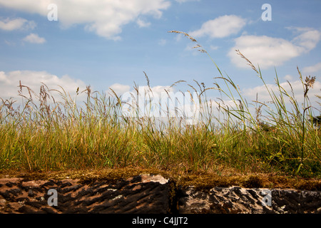 Gräser an einem Feldrand Stockfoto