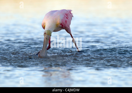 Rosige Löffler, Fütterung, Fische fangen, Stockfoto