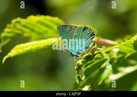 grüner Zipfelfalter Schmetterling Stockfoto