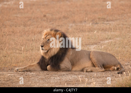 Löwe (Panthera Leo) im Kgalagadi Transfontier Park, Südafrika Stockfoto