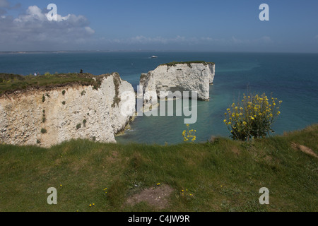 Kreidefelsen in der Nähe von Old Harry Rocks an der Küste von Dorset. Isle of Purbeck, Dorset, UK. Stockfoto