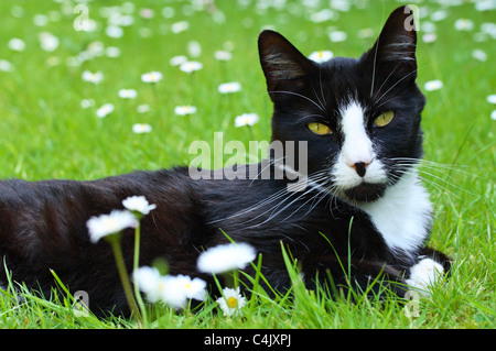 Eine schwarze und weiße Hauskatze liegen unter den Rasen Gänseblümchen (Bellis Perennis L.) in einem Vorort Garten im Vereinigten Königreich Stockfoto