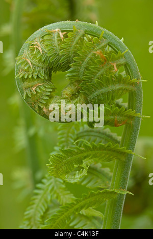 Essbare Farnspitzen Strauß Farn (Matteuccia Struthiopteris Stockfoto