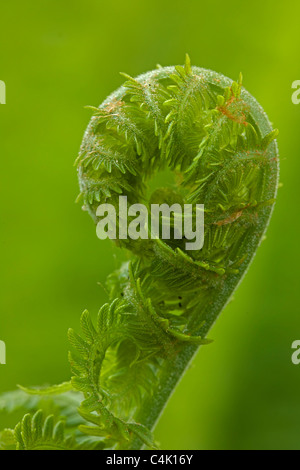 34+ Essbare Pflanzen Farn, Essbare blüten für einen bunten