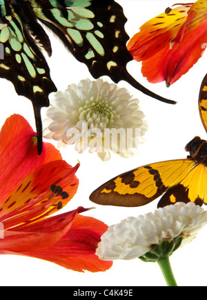 Schmetterling, Blumen und Licht Stockfoto