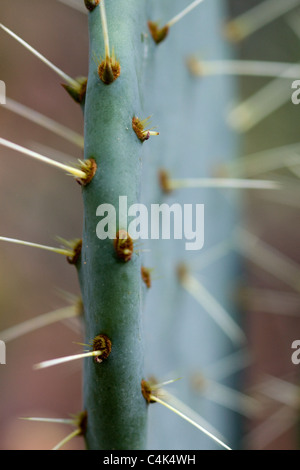 Opuntia Robusta, pieksigen Birne Kaktus Stockfoto