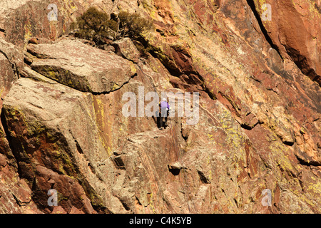 Eldorado Springs, CO - ein Kletterer in lila Abseilstellen einer Klippe auf dem Rückzug von seinem Aufstieg im Eldorado Canyon State Park. Stockfoto