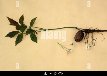 Walnuss Juglans Regia mit Wurzeln und junge frische Blätter auf gelbem Hintergrund schießen Stockfoto