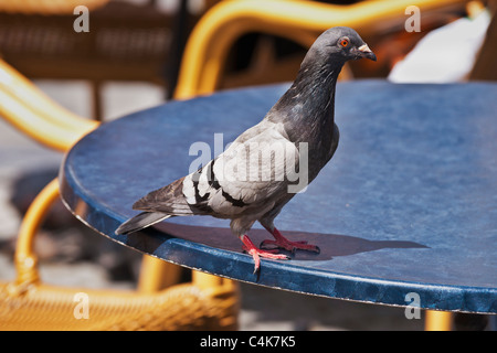 Eine Stadttaube Sitzt Auf der Kante von Einems Tisch | eine Stadt-Taube sitzt auf dem Rand einer Tabelle Stockfoto