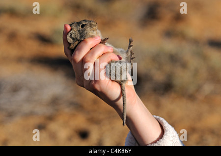 Die korrekte Weise des Haltens einer aufgenommenen Four-Striped Grass Maus (Rhabdomys Pumilio) für wissenschaftliche Untersuchungen zeigen, Stockfoto