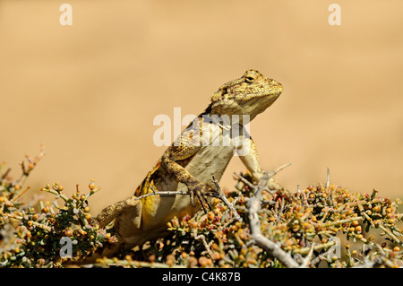 Southern-Rock Agama, Knobel Agama Agama Atra Knobeli, Goegap Nature Reserve, Namaqualand, Südafrika Stockfoto