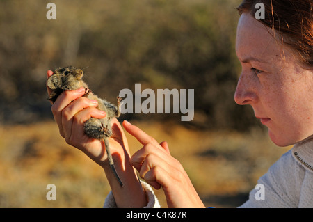 Zoologe, die Prüfung einer Four-Striped Grass Maus (Rhabdomys Pumilio), Goegap Nature Reserve, Namaqualand, Südafrika Stockfoto