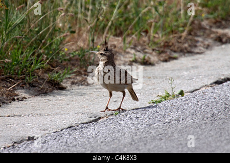 Erklommene Lerche am Straßenrand in Bulgarien Stockfoto