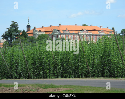 Hop-Feld im Juni mit Herrenhaus Stekník, Steknik Dorf, Tschechische Republik Stockfoto