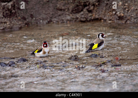 Goldfiches Baden im Fluss in Bulgarien Stockfoto