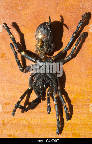 Rührfrittierte Tarantula Spider, wie sie auf dem Street Food Market in Kambodscha verkauft wird - ein Beispiel für seltsame oder seltsame Lebensmittel, die auf der ganzen Welt gegessen werden Stockfoto