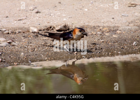 Red rumped Schwalbe sammeln Schlamm für nest Stockfoto