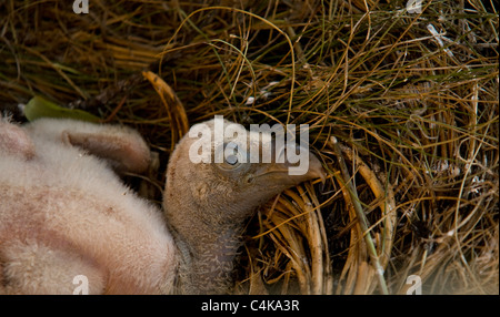 Nahaufnahme der Gänsegeier Küken im Nest (ca. 8-12 Tage alt) Stockfoto