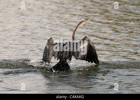 Orientalischer Darter oder indischer Darter, Anhinga melanogaster, fliegend, Hinterwasser von Alleppey (Alappuzha), Kerala, Indien Stockfoto