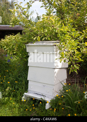 Eine traditionelle WBC "William Broughton Carr" Bienenstock in Jedburgh nicht mehr in verwenden aber als ein Gartenornament gehalten Stockfoto