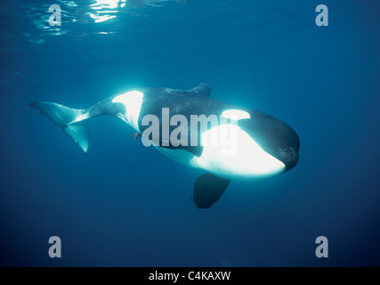 Schwertwal (Orcinus Orca) unter Wasser. Stockfoto
