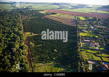 Orangenplantage umgeben von Zuckerrohr-Plantage im Hintergrund, Urwald am linken und erstklassige Eigentumswohnungen Häuser Stockfoto