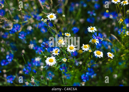 Dasies und Flachs Weingarten Baden-Württemberg Deutschland Stockfoto