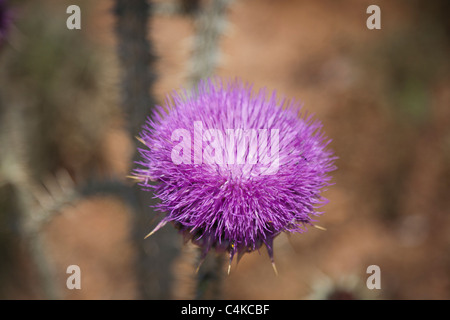 Bull Thistle-CIRSIUM VULGARE, Close-up Stockfoto