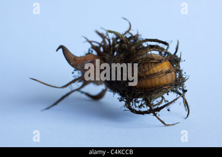 Nahaufnahme einer türkischen Haselnuss (Corylus Colurna) Stockfoto