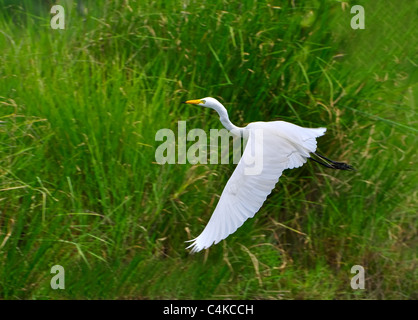 Eine weiße Reiher im Flug, Hintergrund der grünen Rasen land Stockfoto