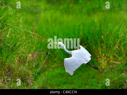 Eine weiße Reiher im Flug, Hintergrund der grünen Rasen land Stockfoto