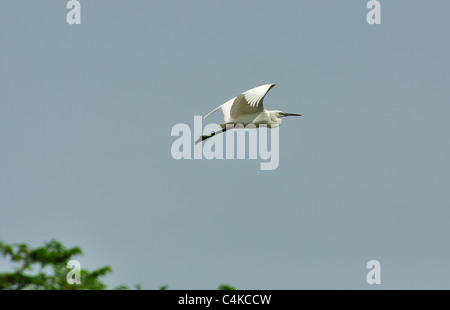 Ein Silberreiher im Hintergrund des blauen Himmels, Flug startete vom grünen Baum oben Stockfoto