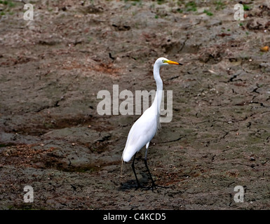 Silberreiher in einer trockenen Teich, Dürre, Erderwärmung, Ökologie, Gefahr für die Umwelt Stockfoto