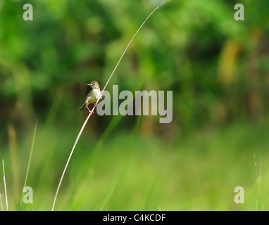 Ein kleiner Vogel, drolligen Cistensänger, thront auf einem langen Grashalm thront, windig, grün Stockfoto