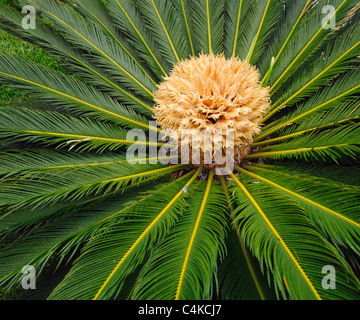 Blühende Sago, Cycas Revoluta. Stockfoto