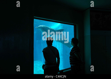 Ein paar Touristen beobachten einen Delphin durch ein Fenster in der Seite ein Delphinarium im Mirage Hotel in Las Vegas, Nevada. Stockfoto