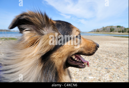 Profil von Erwachsenen langhaarigen Schäferhund sitzt am Strand mit Mund öffnen Sie lächelnd und Ozean im Hintergrund. USA Stockfoto