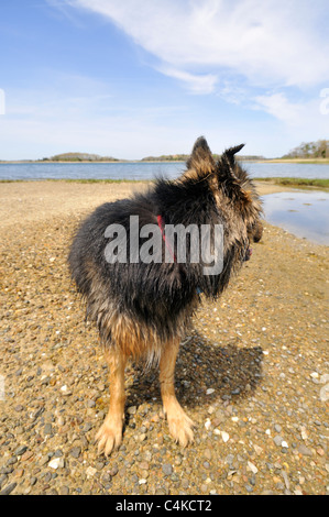 Im Rückblick Konzept mit langhaarigen Schäferhund Hund stehen am Strand. USA Stockfoto