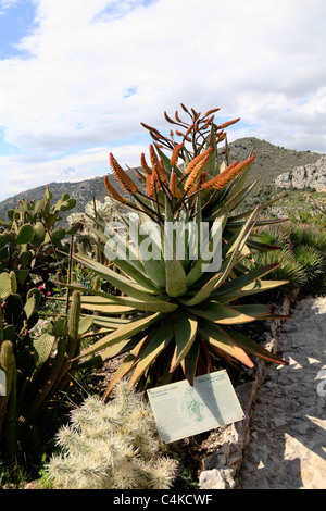 Aloe botanischen Garten in Eze Cote d ' Azur zwischen Nizza und Monaco-Frankreich Stockfoto