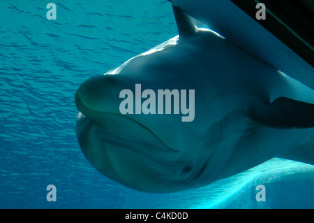 Ein Delphin schaut durch ein Fenster an der Seite eines Aquariums bei der Siegfried & Roy Secret Garden & Dolphin Habitat-Attraktion. Stockfoto