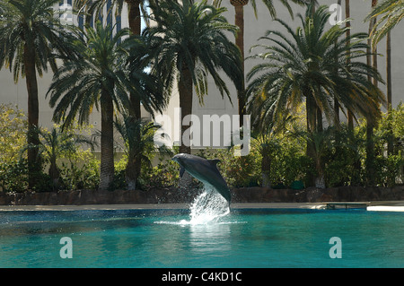 Ein Delfin führt einen Flip bei Siegfried & Roys Secret Garden und Dolphin Habitat im Mirage Hotel in Las Vegas. Stockfoto