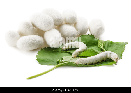 Seidenkokons mit Seidenraupe auf grüne Mulberry Leaf Stockfoto