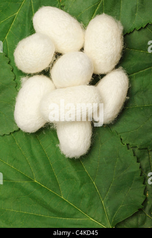 Seidenkokons auf grüne Mulberry leaf Stockfoto