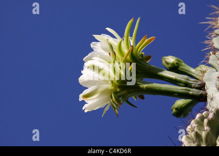 Am frühen Morgen Kaktus Blüte, Cereus Peruvianus, Phoenix, Arizona Stockfoto